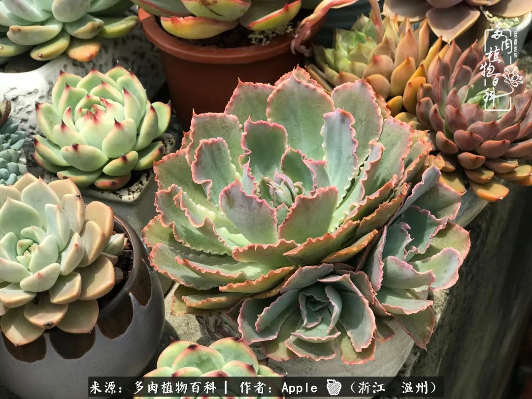 多肉成长记观察记录怎么写,多肉成长记录观察展板