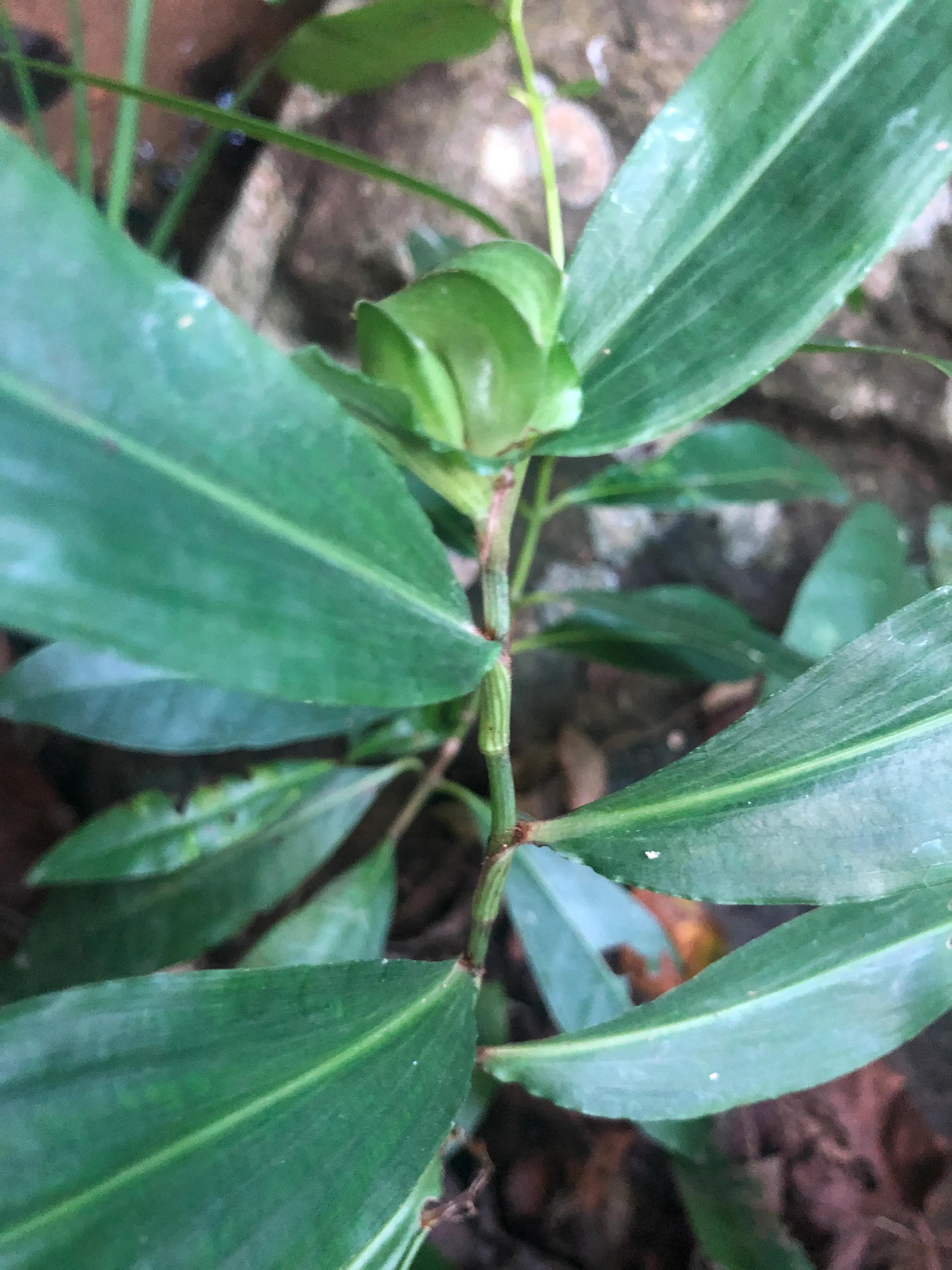 娣卞北鑰佹灄閲庤彍妞嶇墿,鍘诲璁垮北闂寸殑閲庣敓鏈崏妞嶇墿