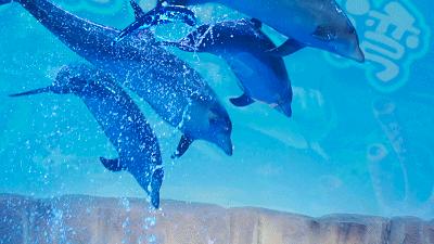 西安海洋公园地址,西安华夏文旅海洋公园