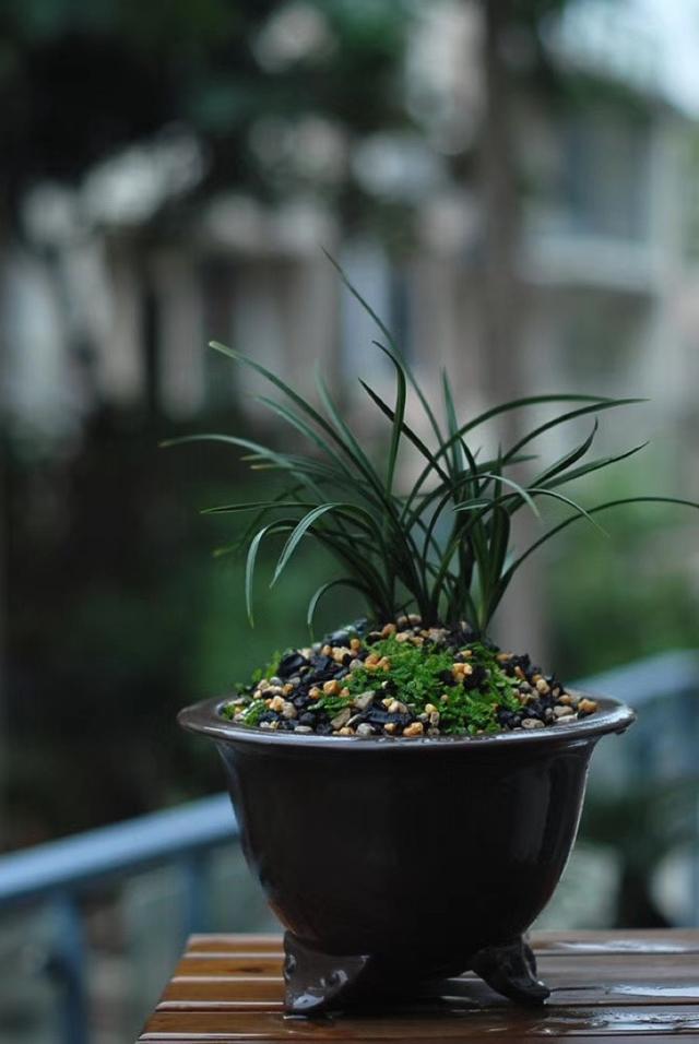 怎样判断兰花花苞僵苞,为防止兰花花苞消苞可以套袋吗