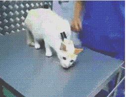 猫咪身体里的神奇小开关,小猫咪身上的几个神奇的器官