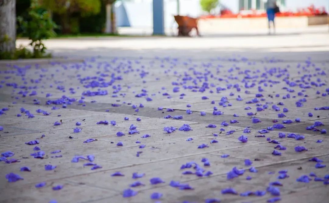 校园|遇见.初夏属于十中的紫色烂漫