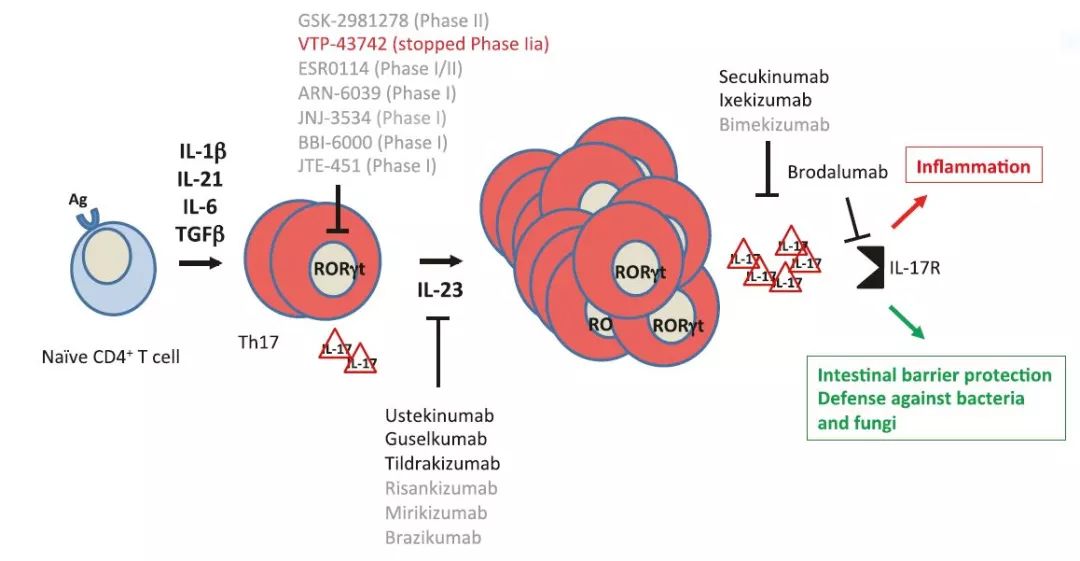 这条明星信号通路已催生多款重磅新药，治疗多种炎症性疾病