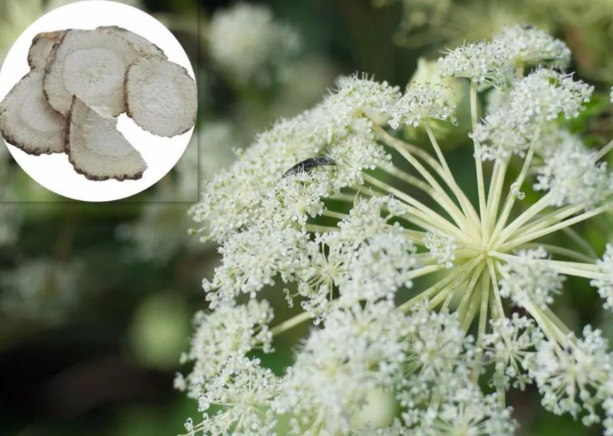 农村最赚钱的种植项目有哪些,现在农村做什么种植最赚钱最稳