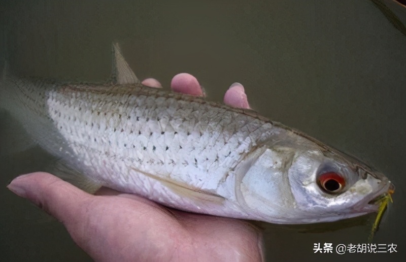 靠养殖赚大钱的人,红眼鱼养殖成本