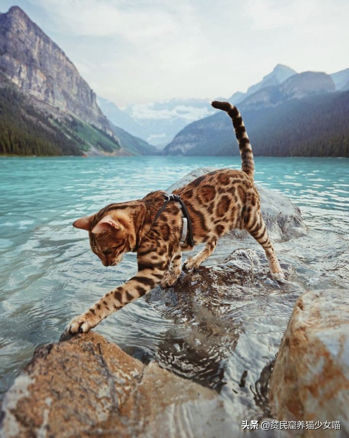 想养豹猫但咬人怎么办,想养孟加拉豹猫