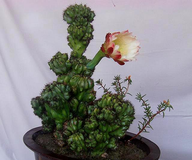 山影施什么肥料最好,山影适合什么肥料