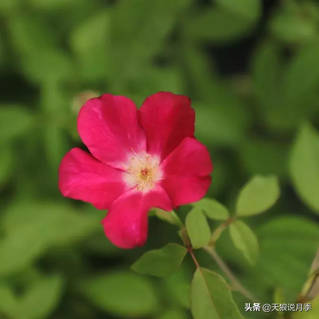 古老月季的魅力,40种中国古老月季