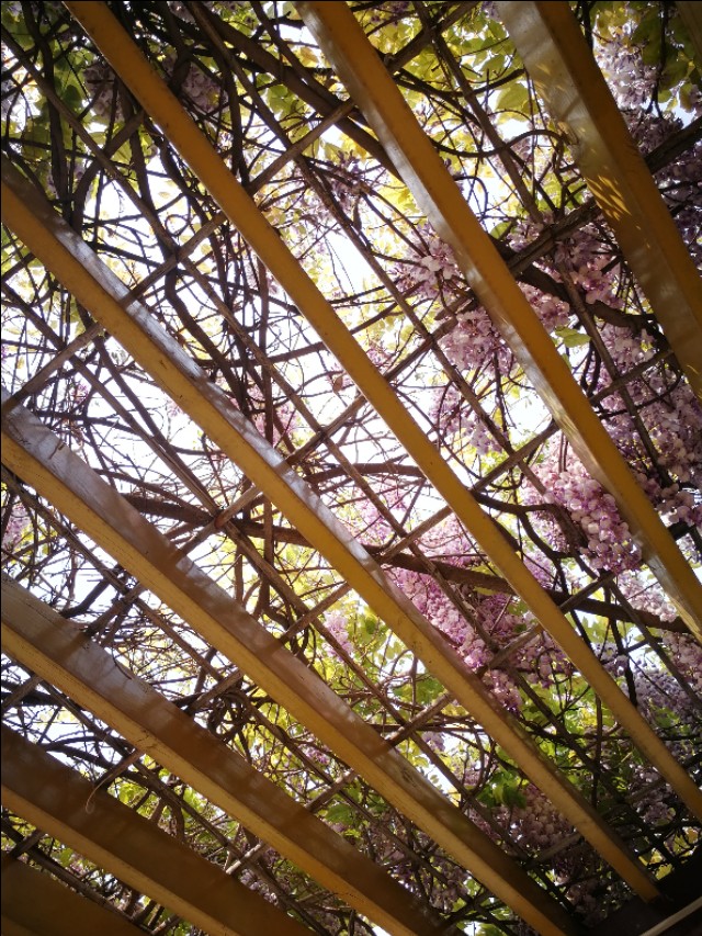 半夜鸭叫什么情况,半夜鸡叫扰民怎么办