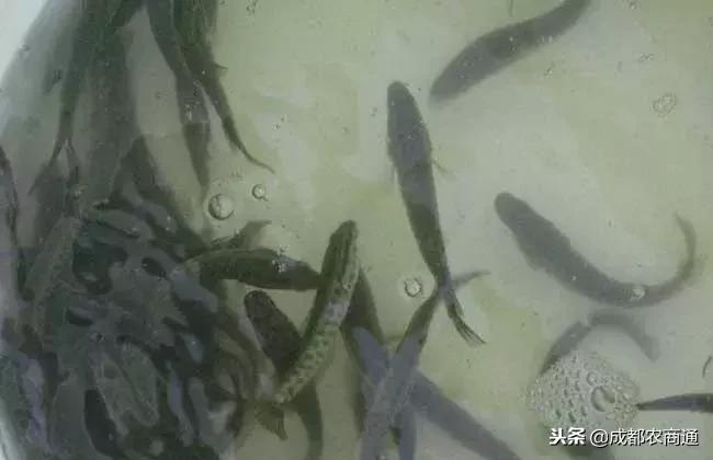 黑鱼苗养殖技术大全,黑鱼养殖的方法和技巧