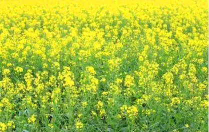 368元抢原价799元徐家庄旅游度假村~豪华木屋山景房+早餐+门票等