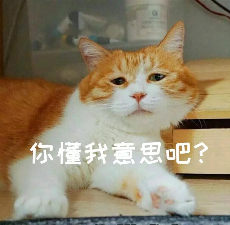 怎样判断铲屎官好坏,铲屎官的鉴定方法视频