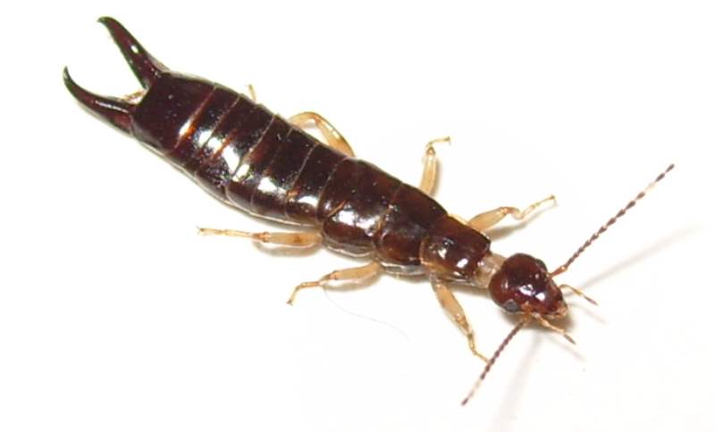 食用菌栽培与病虫害防治技术,食用菌害虫用什么药防治最好