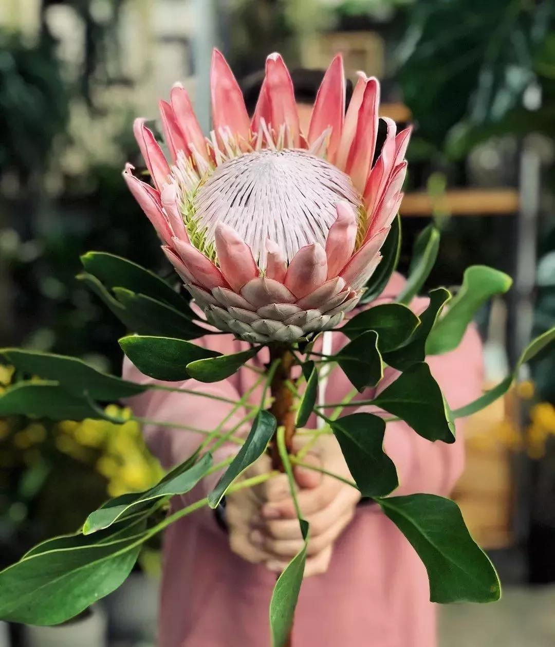 花材不剪枝如何养护,花材不用换水养护方法大全