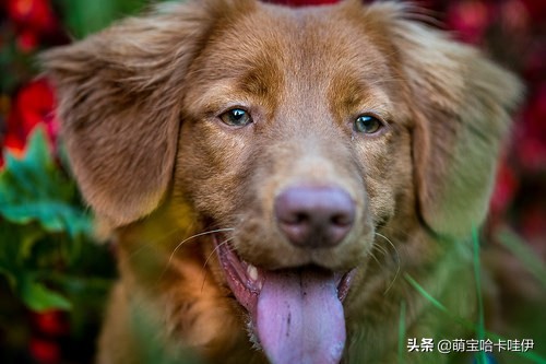 狗狗尿不出来尿血怎么回事,狗狗有尿但是不在尿垫上尿怎么办