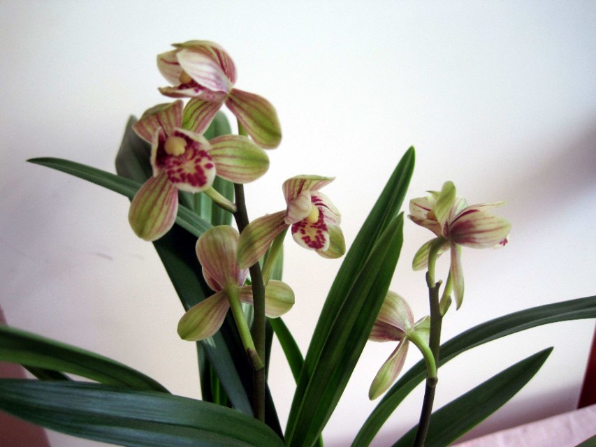 建兰花如何养护,建兰花几月份开花