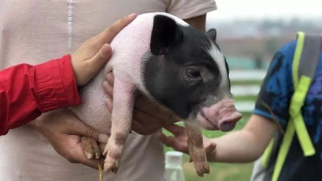 野趣童年,野趣童年创始人崔硕