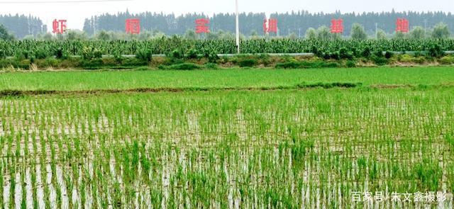 小龙虾原产地潜江深夜小龙虾盛宴,舌尖上的美味小龙虾