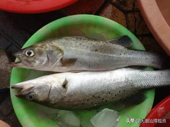 作为潮汕人，这89种海鲜你都能对上号吗