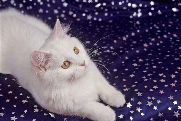 安哥拉猫适合吃什么猫粮,幼年波斯猫吃什么猫粮