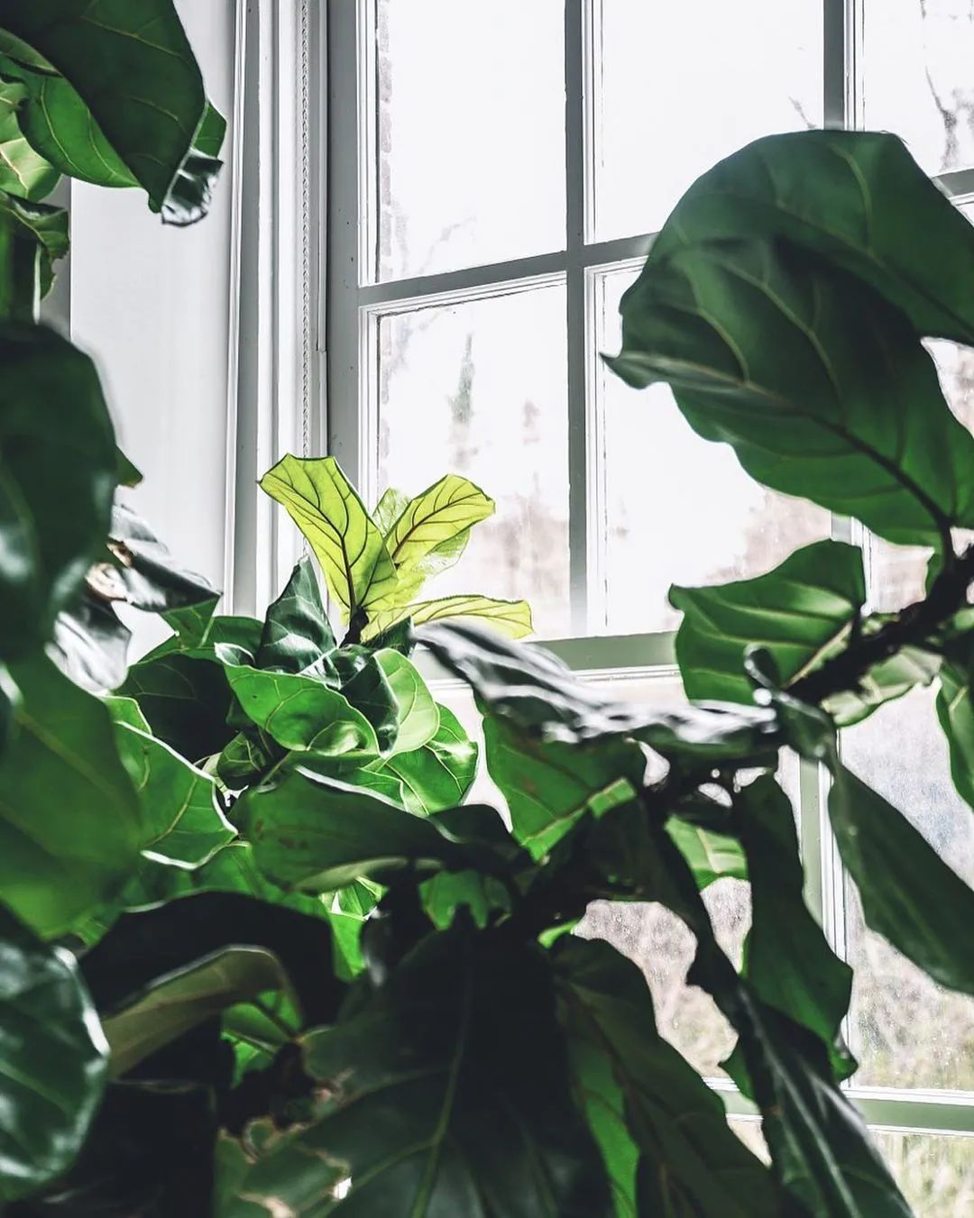 金盆洗手吧，植物杀手们