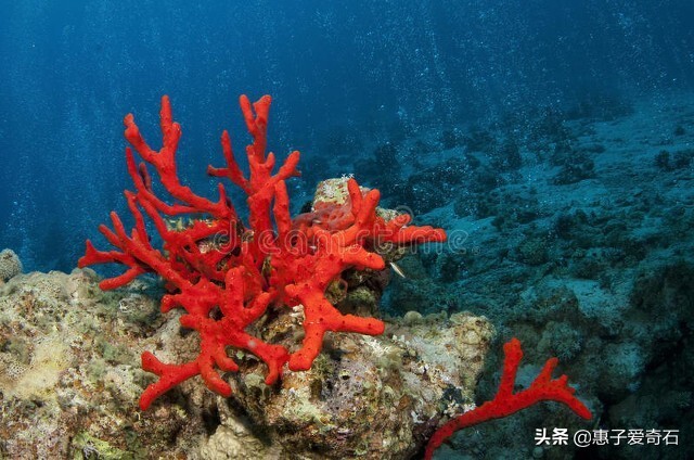 台湾顶级珍稀奇石,顶级玉石奇石