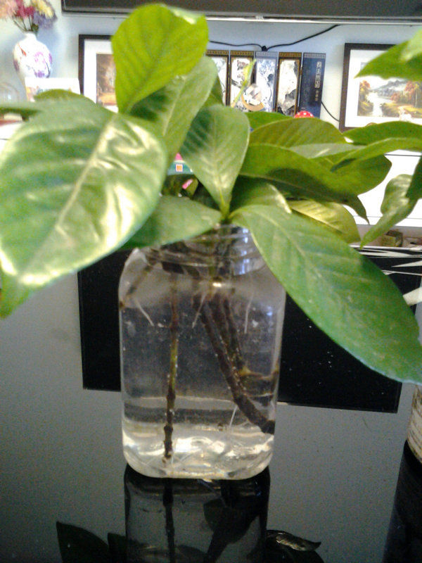 水培栀子花正确方法,栀子花水培生根