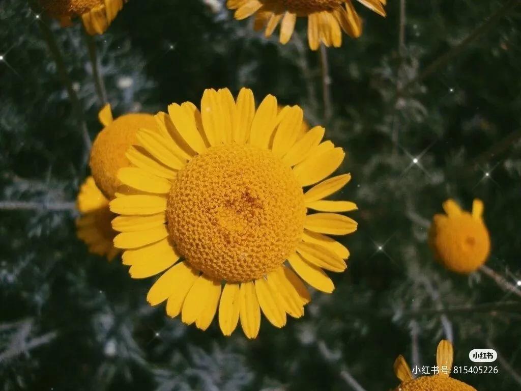 芜湖探店：小意达的花园——让鲜花芬芳你生活的每一个角落