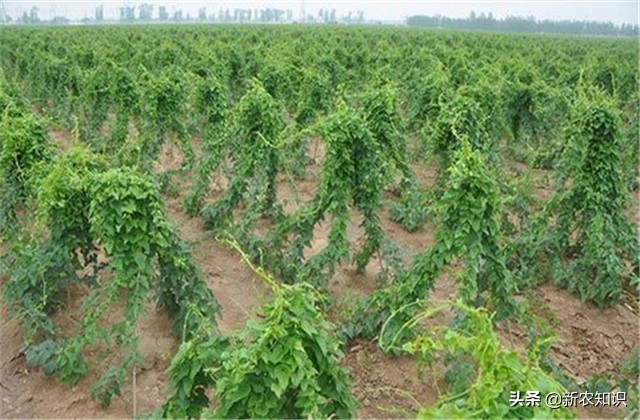 广西桂平最高产淮山种植方法,淮山怎样种植才高产