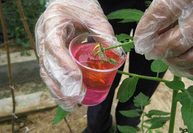 番茄药害是怎么产生的,番茄打助壮素发生药害怎么办