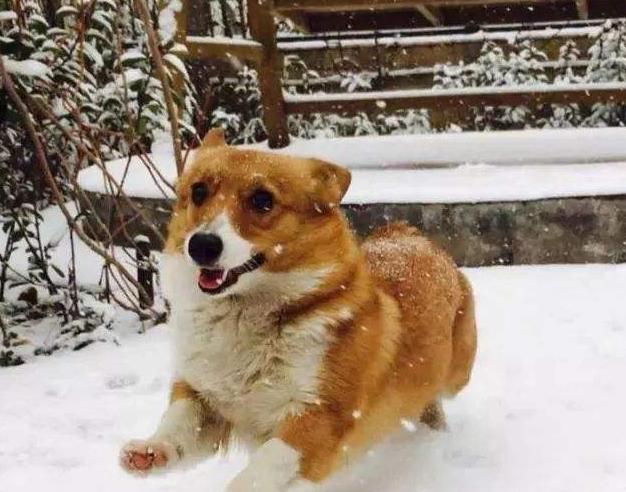 比格犬和柯基犬优缺点,威尔士柯基犬优缺点