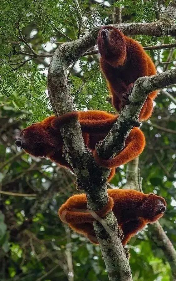 猴子72变图片,看看猴子