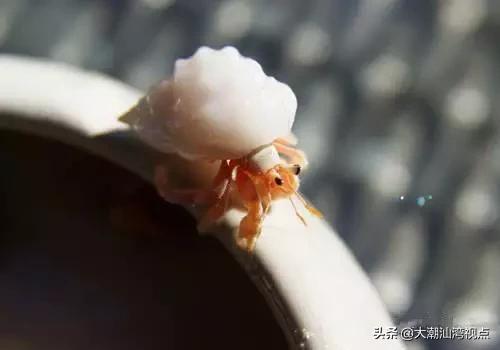 作为潮汕人，这89种海鲜你都能对上号吗