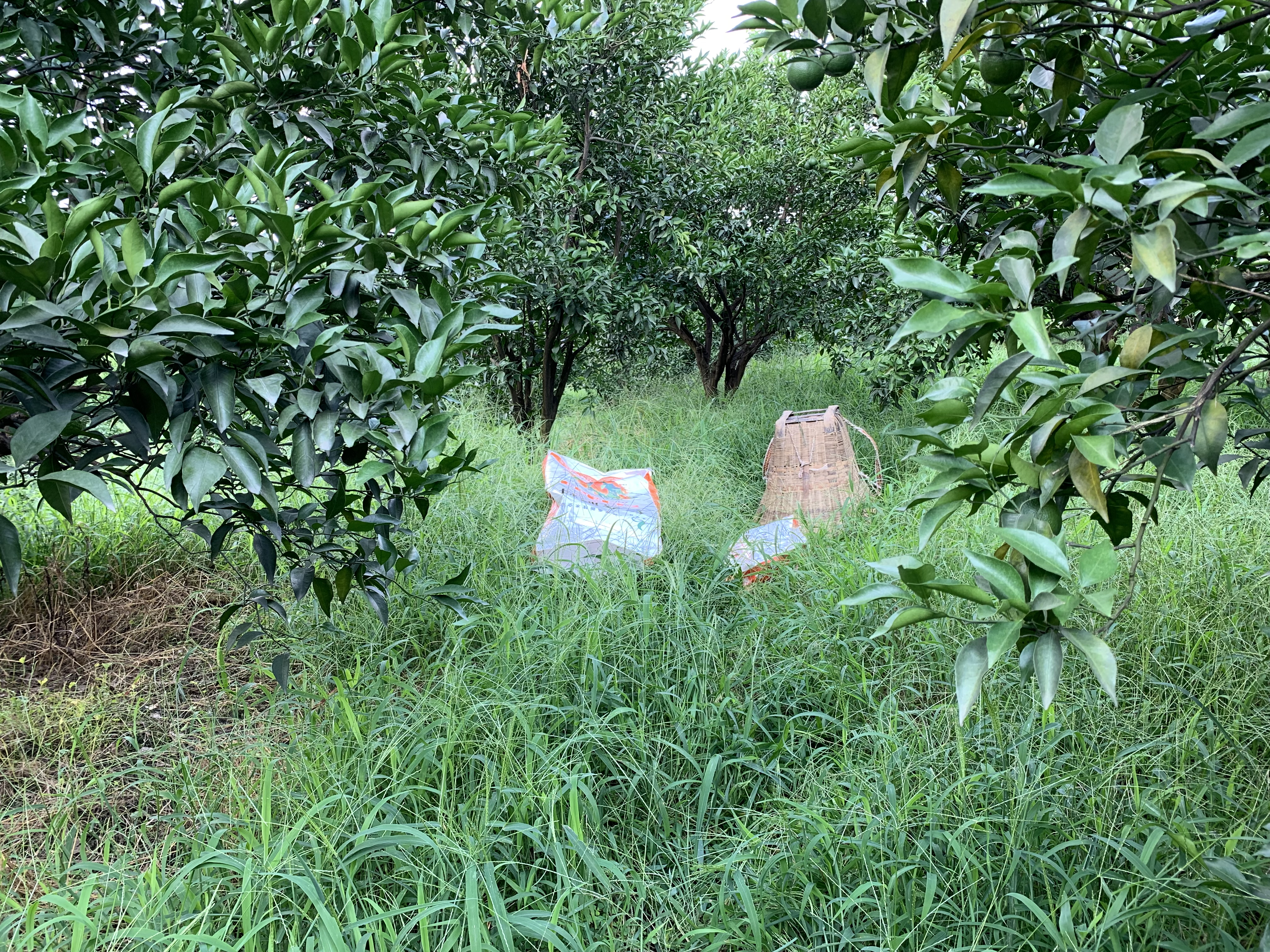 复合肥料怎样施肥效率好,复合肥料最佳使用方法