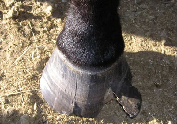 为什么马蹄上钉铁掌,为什么马蹄上要钉蹄铁