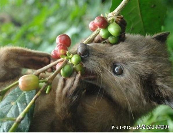 猫屎咖啡为什么要叫这个名字,猫屎咖啡的说说