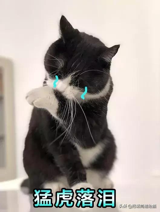 猫故事集,猫故事完整版