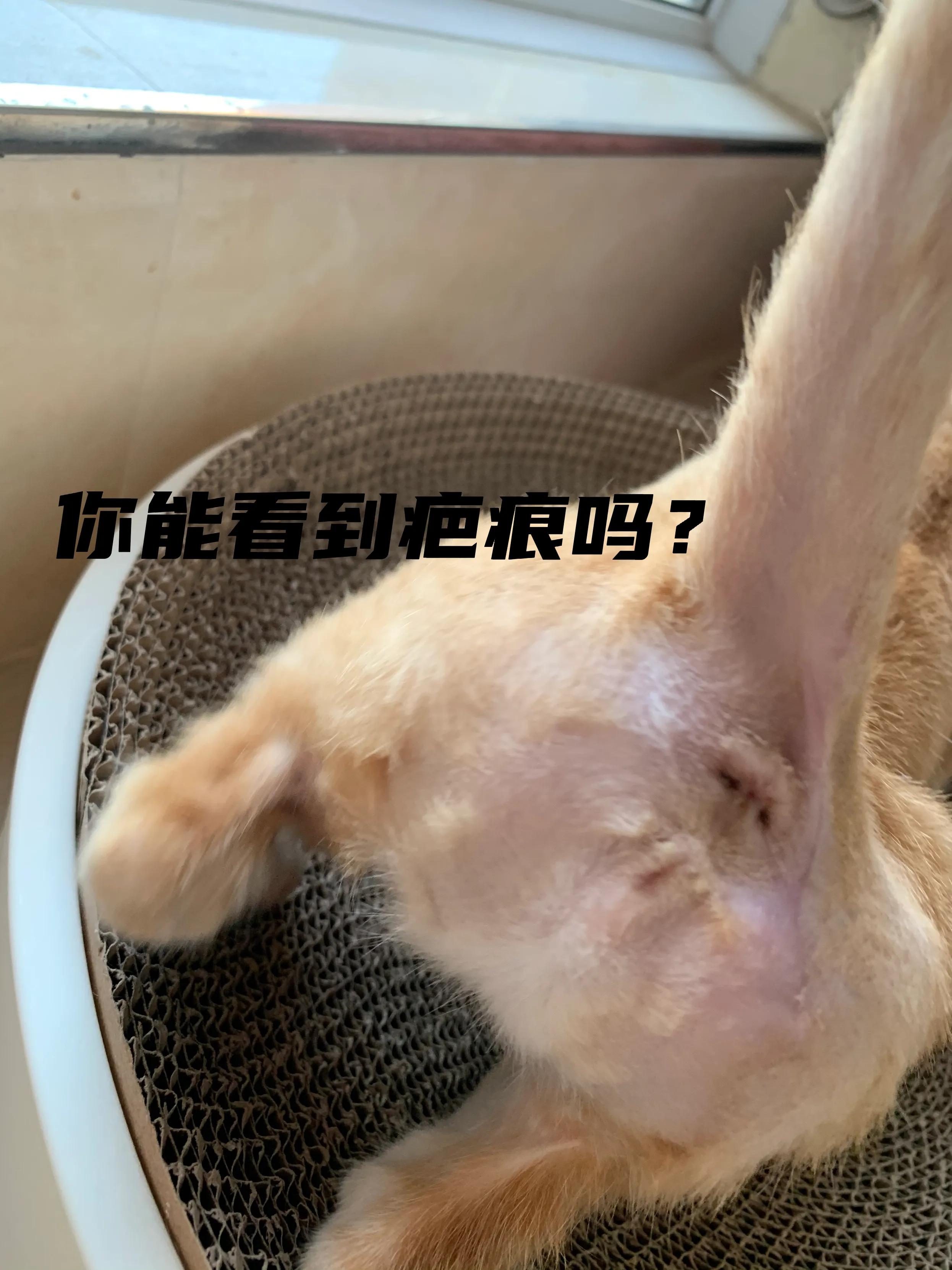 猫脓肿的治疗方案,猫咪肛门腺溃烂反复发作怎么治疗