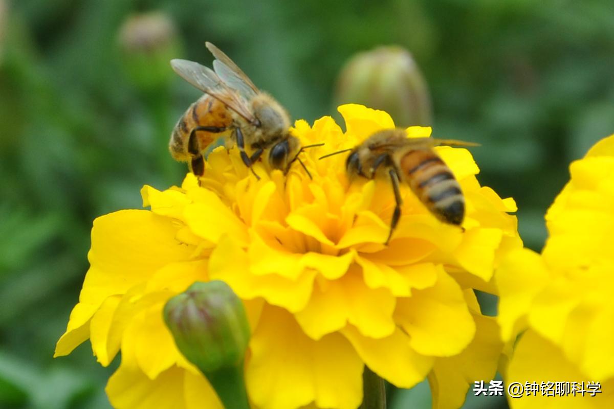 一妻多夫制的蜜蜂,为何边飞边交配,雄*交性**配完为何就会死亡?