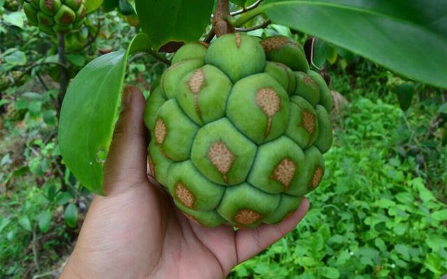 黑老虎果实种植技术,黑老虎水果种植