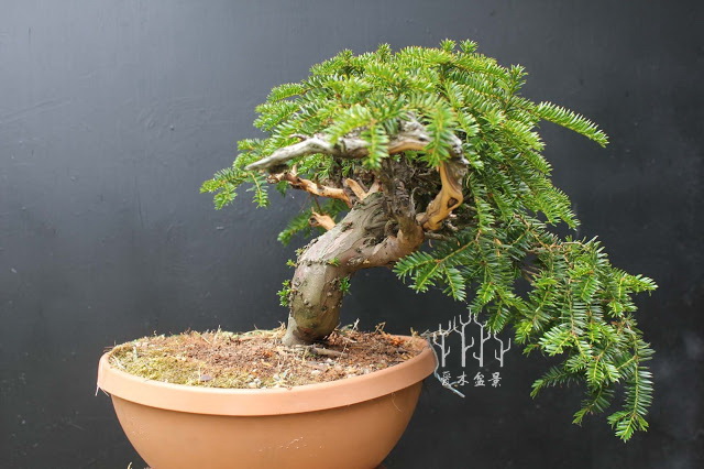 红豆杉盆景整形蟠扎视频,红豆杉蟠扎盆景