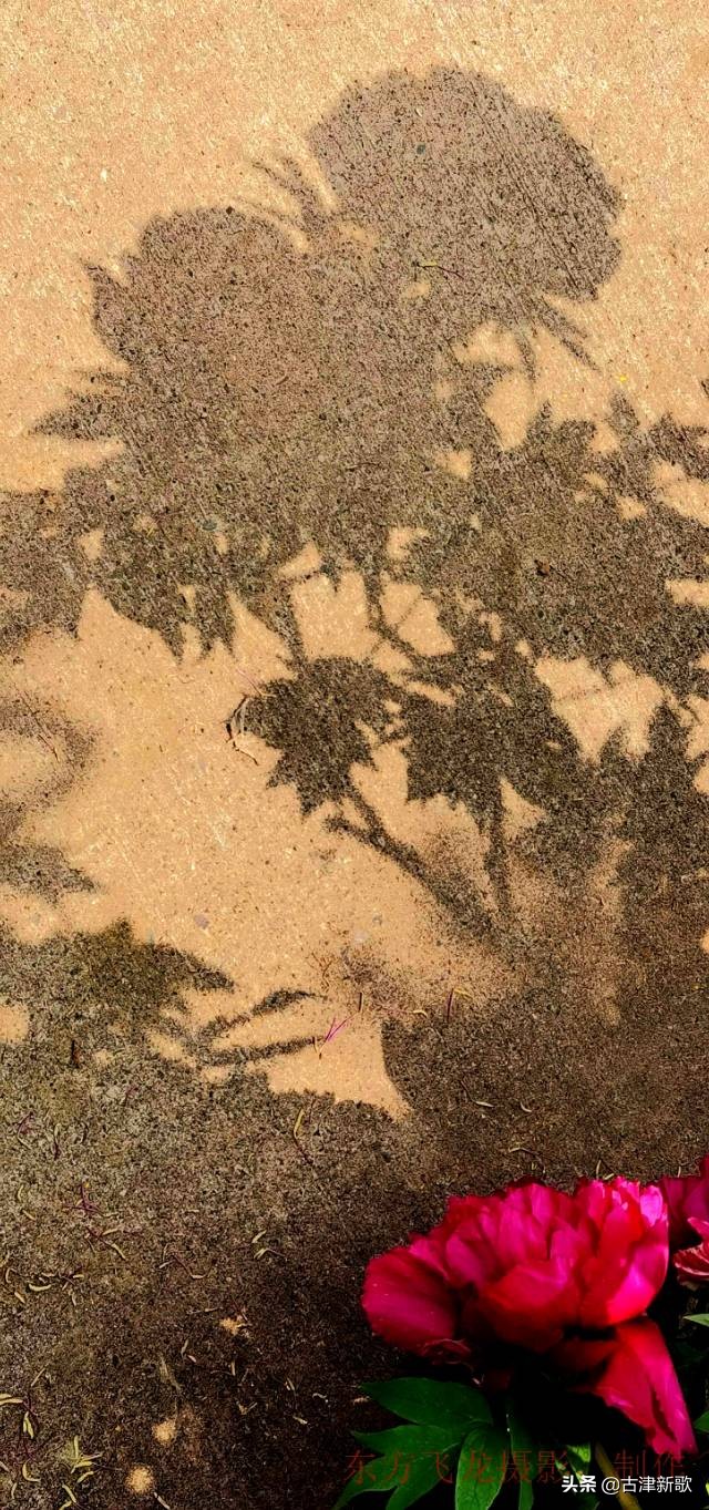 最美牡丹诗词20首,研究牡丹花