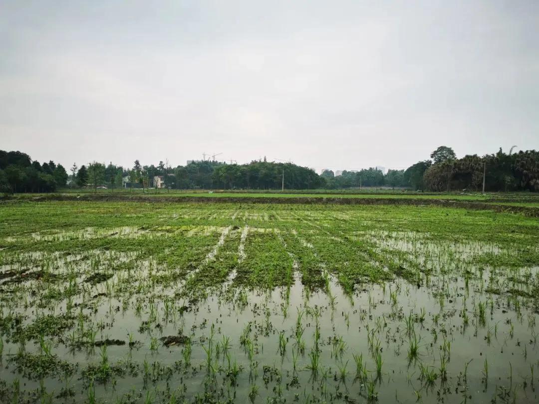 幸福成都奖组数据,幸福成都点赞郫都