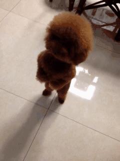 怎么教狗持续站立,不要轻易去教狗站立