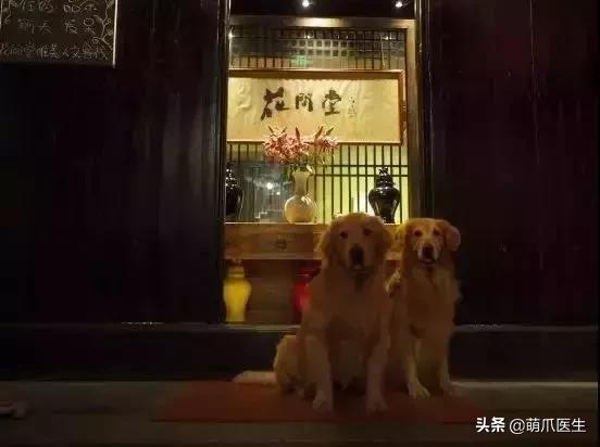 上海可带宠物入住的酒店推荐,怎么选宠物友好酒店房间