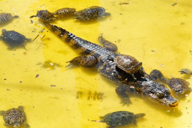 鳄鱼养殖利润高，想赚钱的过来学，附带养殖前景