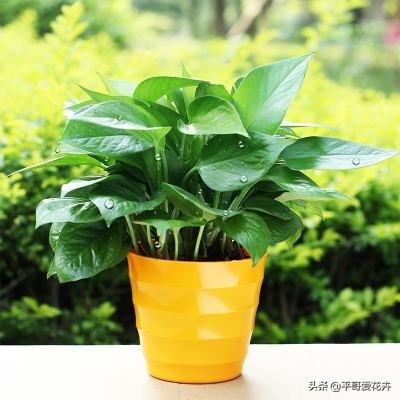 新房除甲醛哪种植物最好最有效,什么树除甲醛效果最好最快