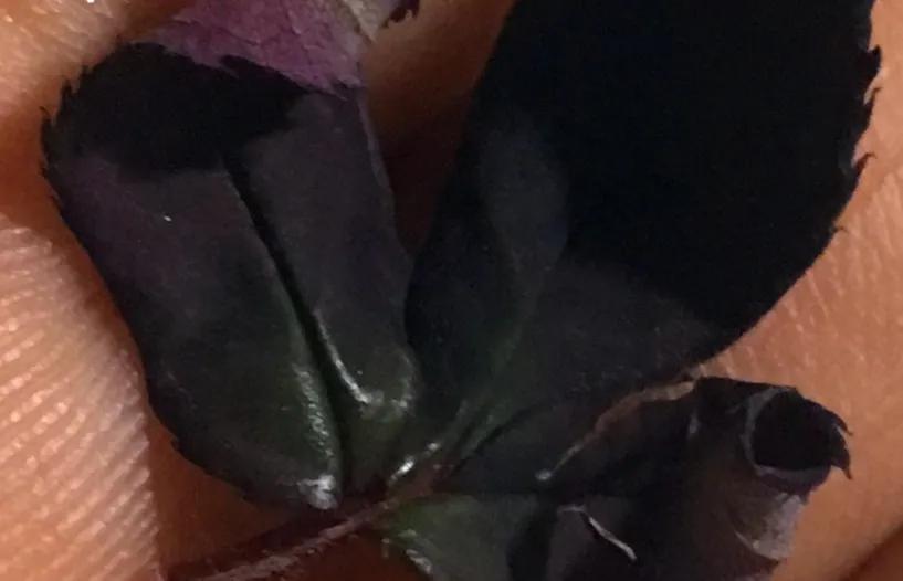 网购的月季花苞都垂头了怎么办,太阳暴晒后月季花苞垂头怎么办