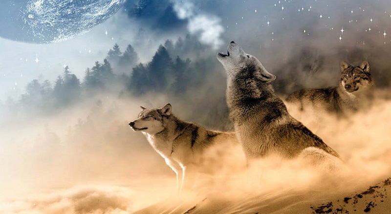 八路军夜间看到一只狼发现有埋伏,八路军行军途中遇到一只狼