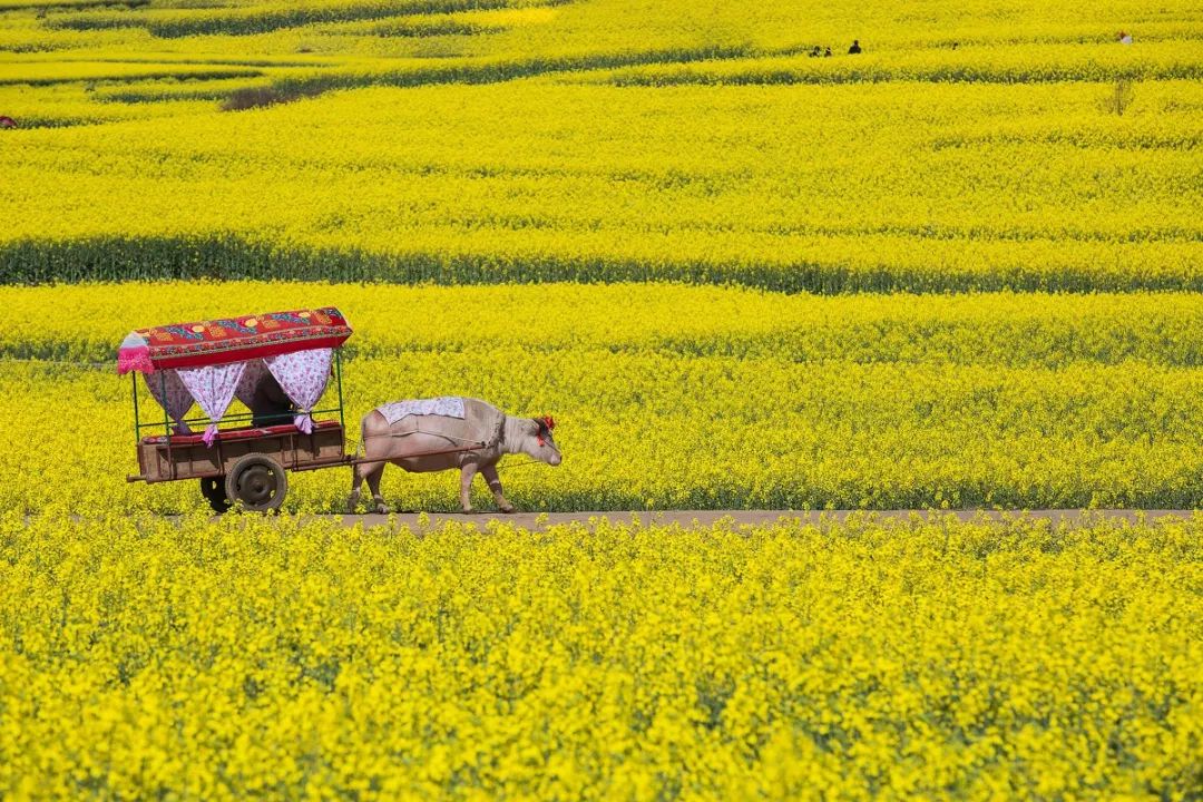 去云南自驾游有哪些景点最美,云南最美打卡景点